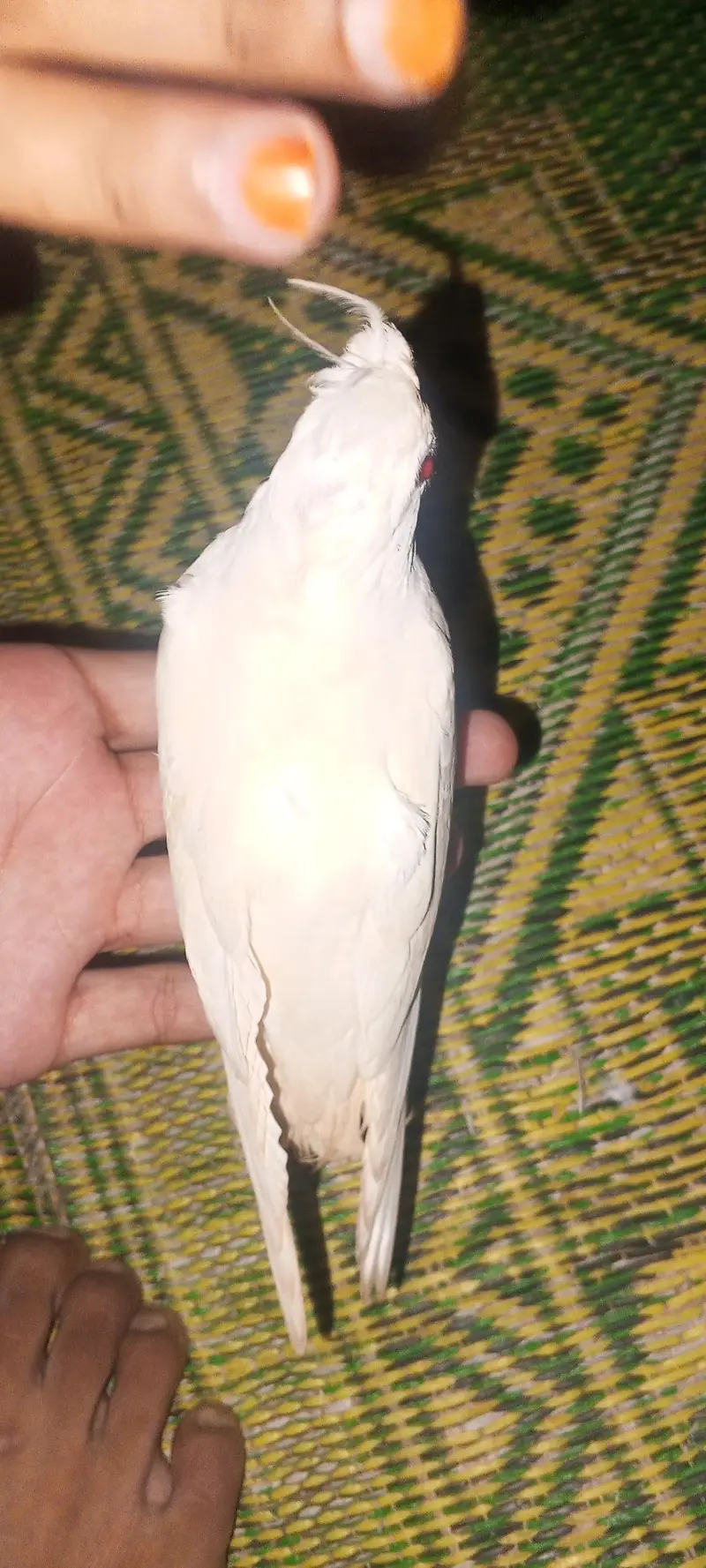 Cockatiel parrot for sale 1pair and 2 chicks