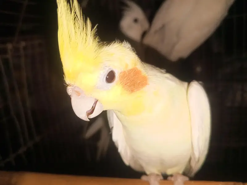 Cockatiel parrot for sale 1pair and 2 chicks — photo 2