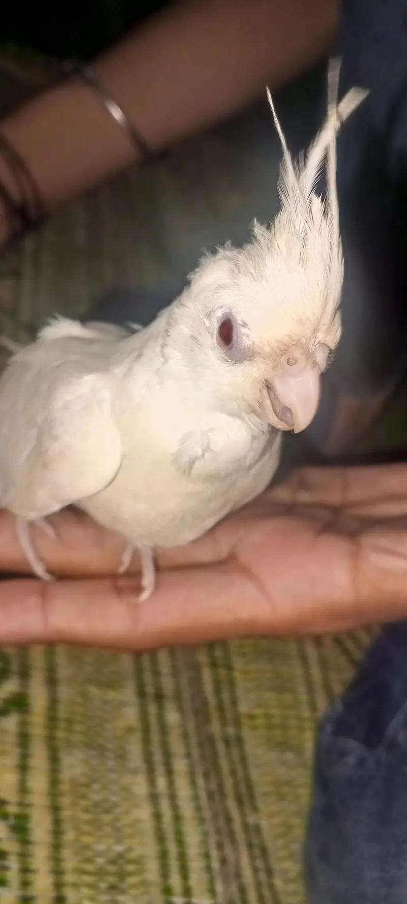 Cockatiel parrot for sale 1pair and 2 chicks — photo 3