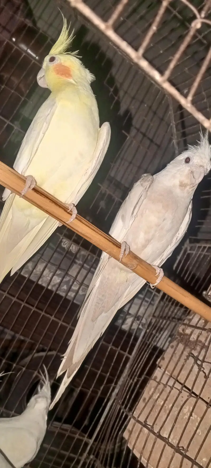 Cockatiel parrot for sale 1pair and 2 chicks — photo 4