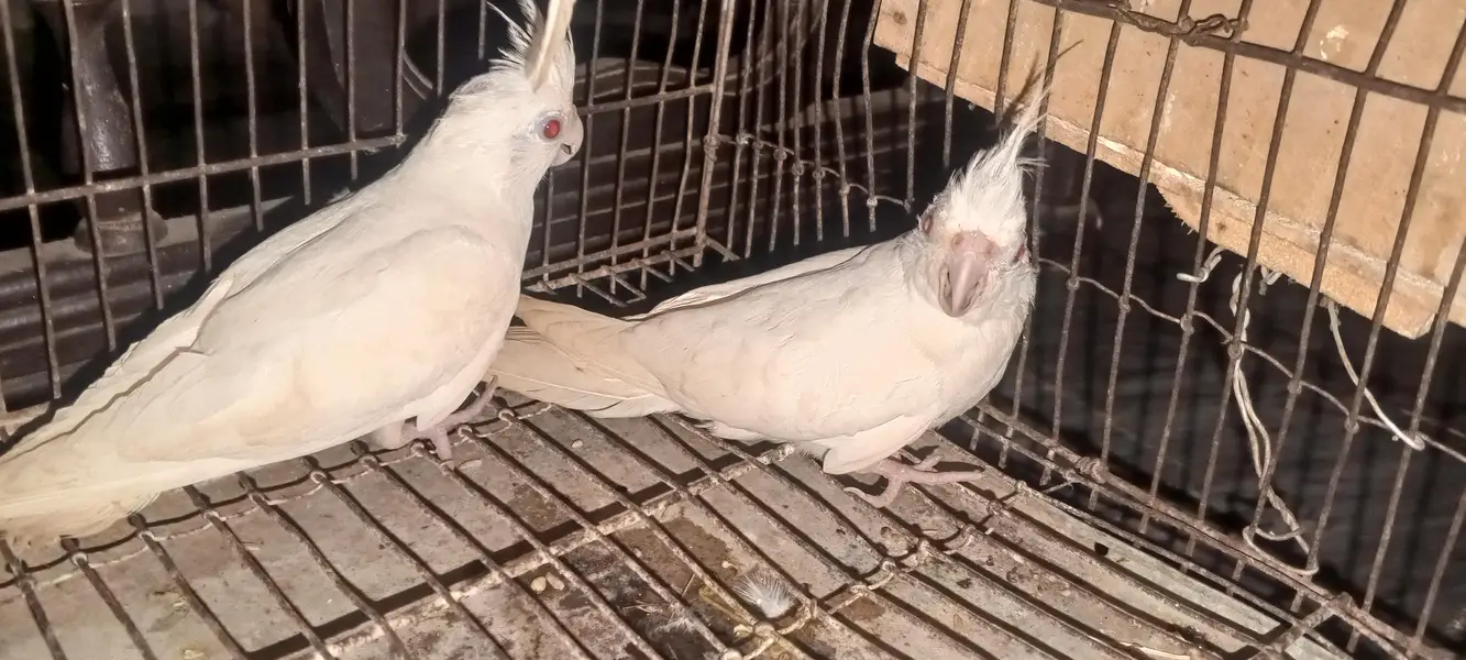 Cockatiel parrot for sale 1pair and 2 chicks — photo 5