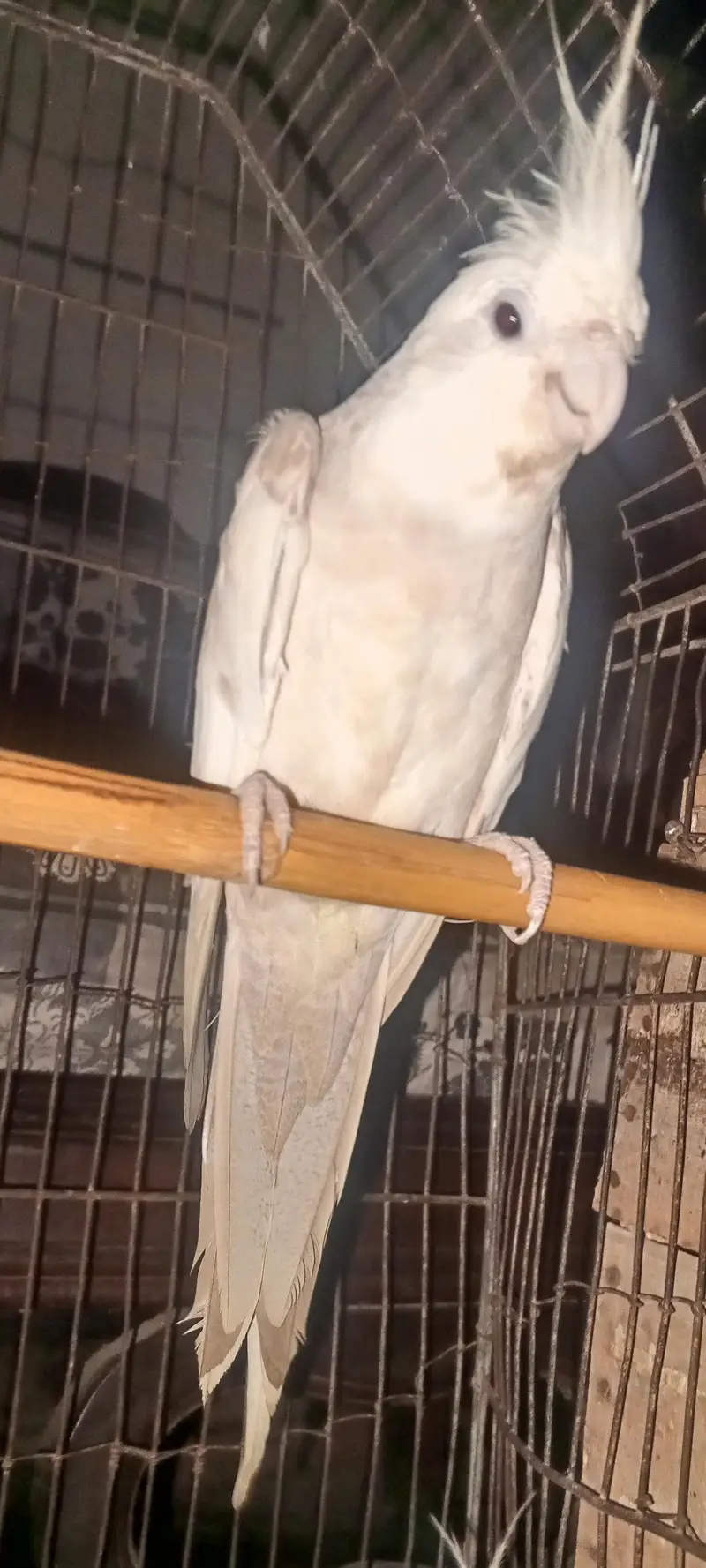 Cockatiel parrot for sale 1pair and 2 chicks — photo 6