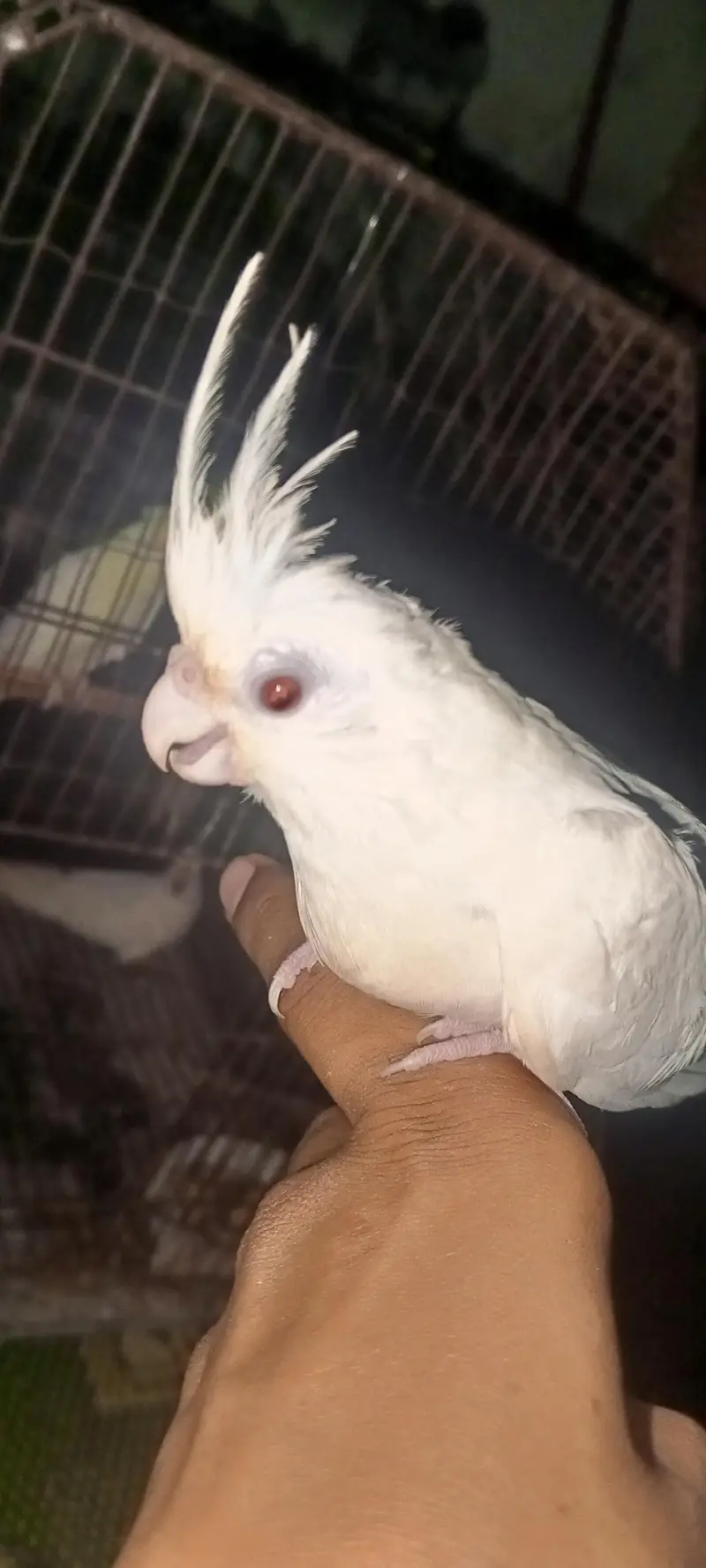 Cockatiel parrot for sale 1pair and 2 chicks — photo 7