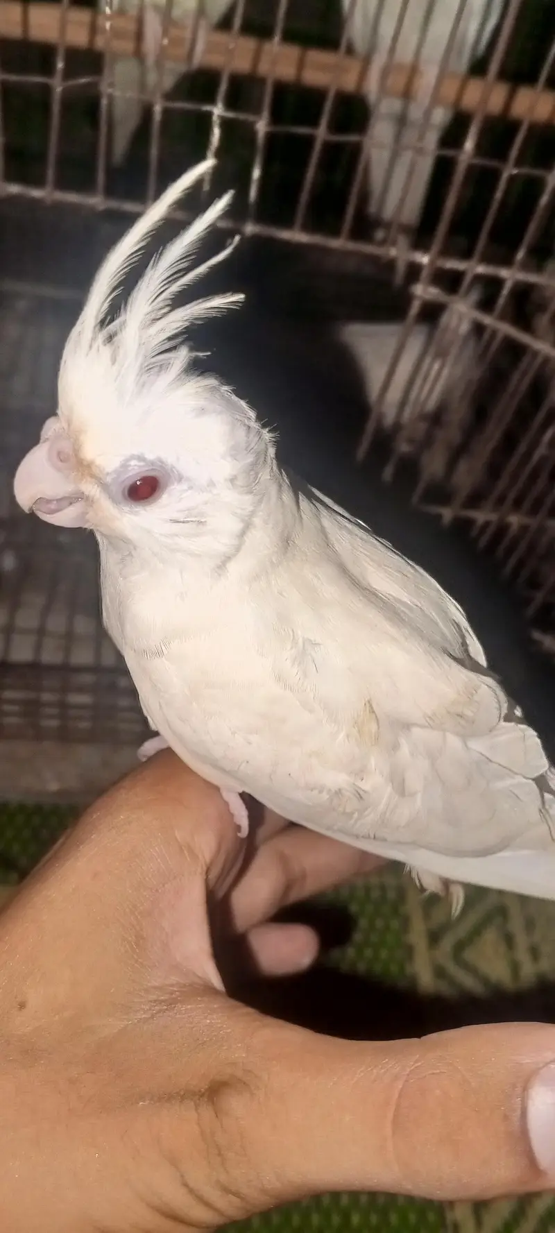 Cockatiel parrot for sale 1pair and 2 chicks — photo 8