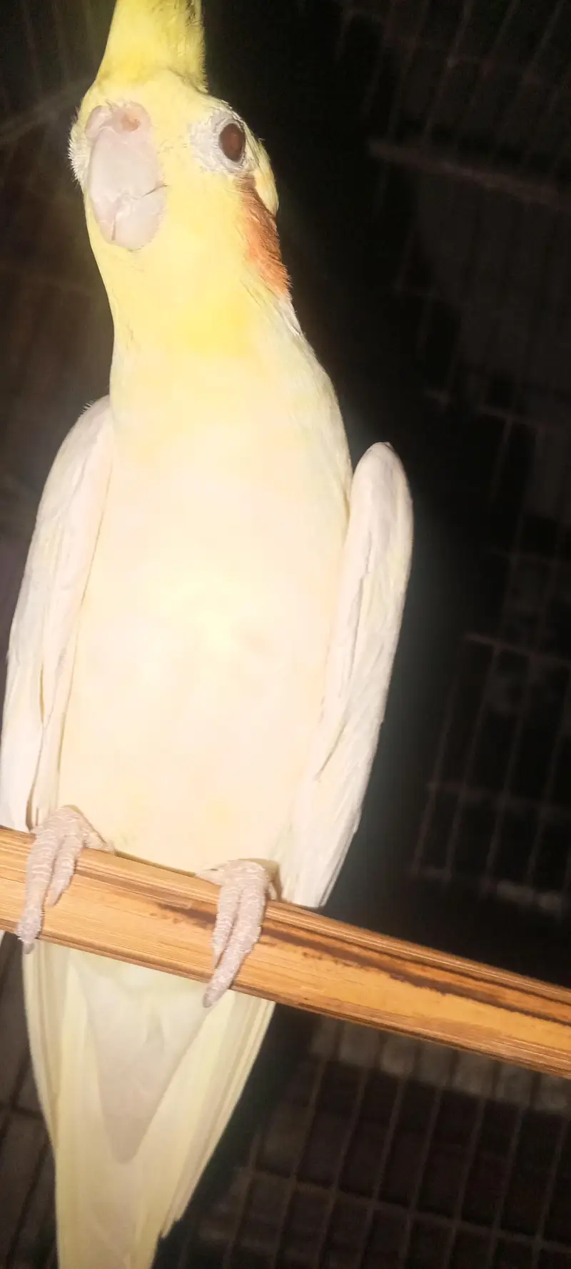Cockatiel parrot for sale 1pair and 2 chicks — photo 9