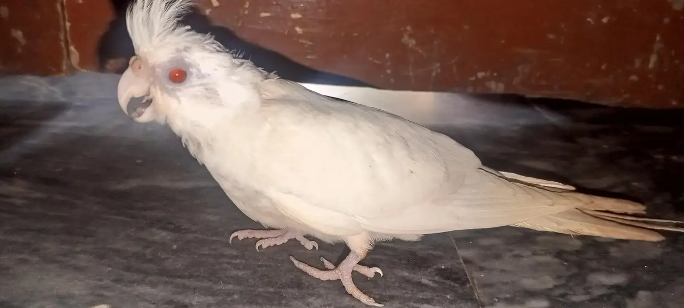 Cockatiel parrot for sale 1pair and 2 chicks — photo 10