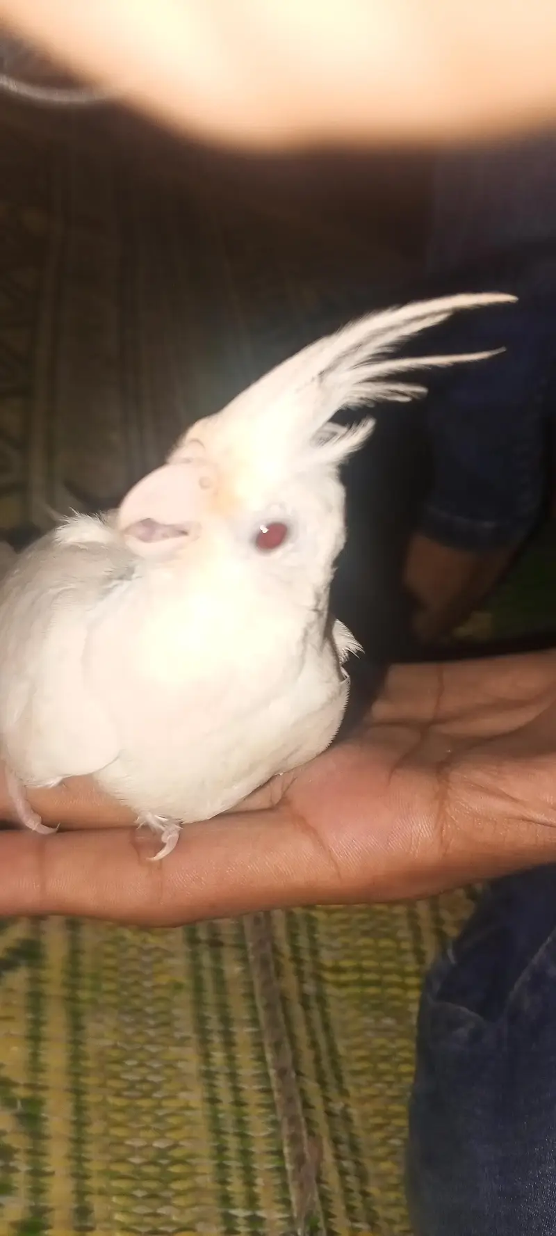Cockatiel parrot for sale 1pair and 2 chicks — photo 11