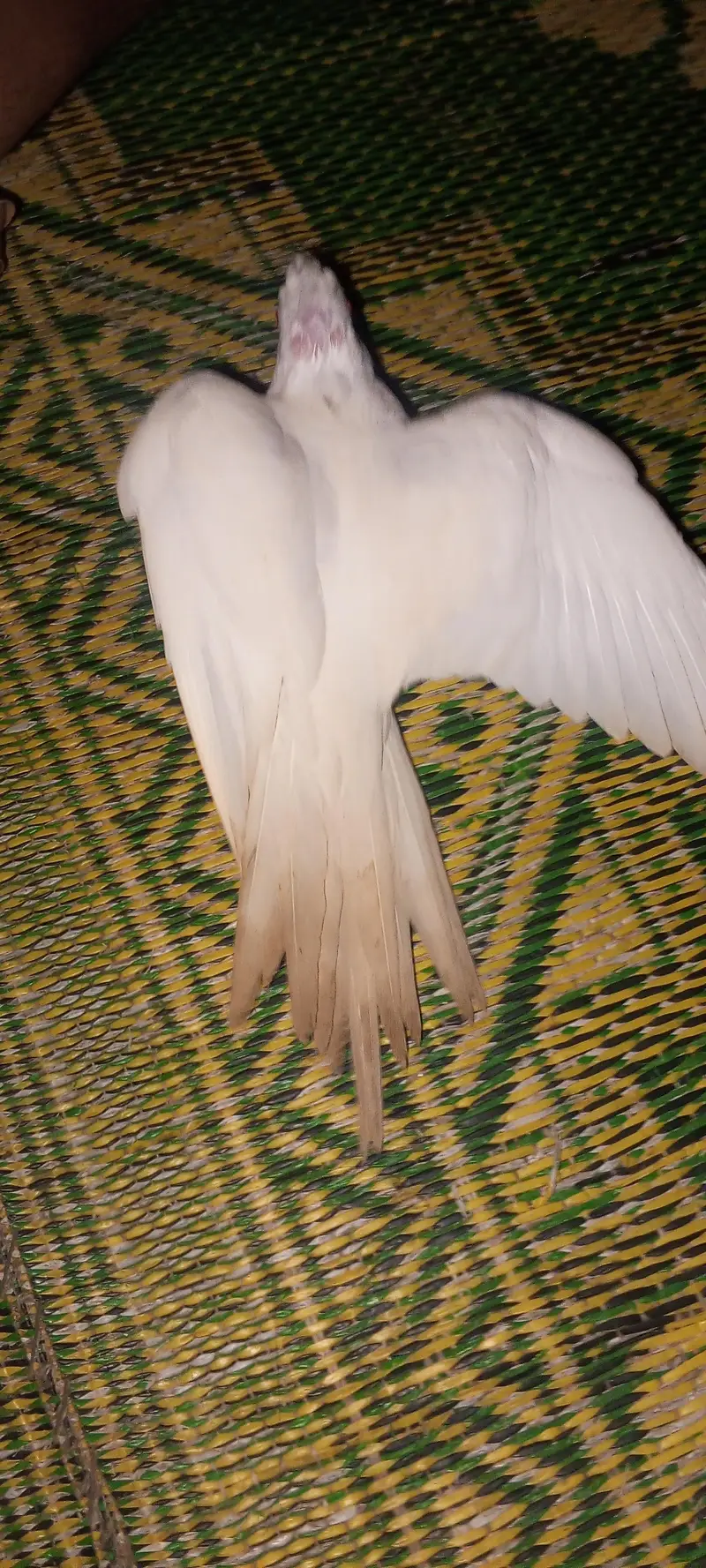 Cockatiel parrot for sale 1pair and 2 chicks — photo 12