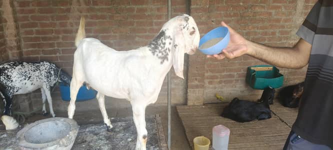 ghaban bakriya or Qurbani Bakra kids
