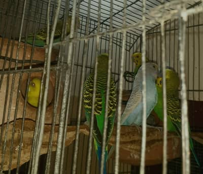 Australian parrots