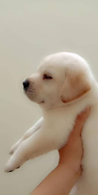 labrador female pedigree microchip  pup 03151466500