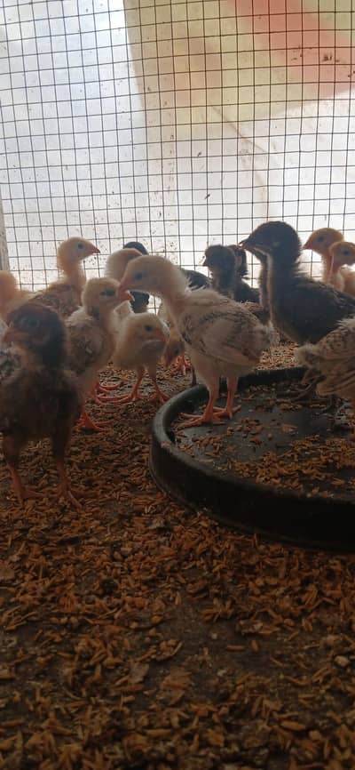 Golden misri chicks