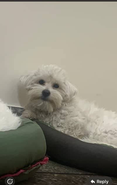 Maltese pair of dogs