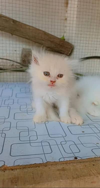 Persian tripall cout