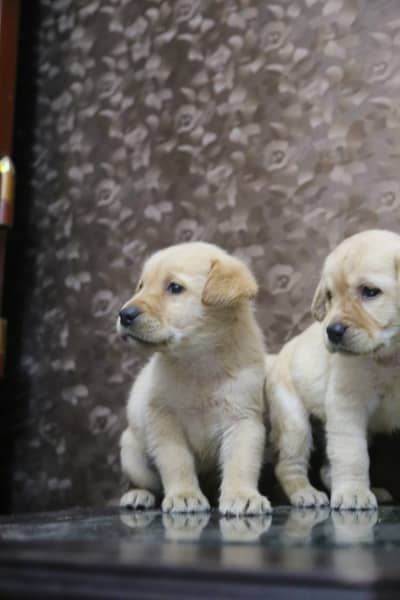 Labrador puppies 03014615555