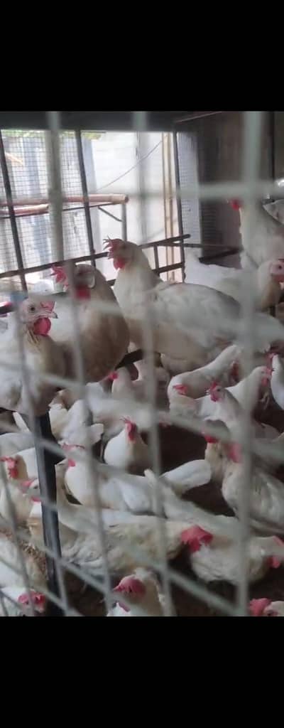 lohman brown | layer hen | RIR hens | Desi hens