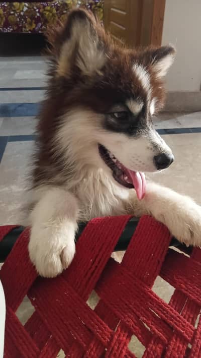 Siberain Husky Male