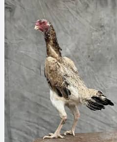Shamo Female | Desi chicks | Pigeons
