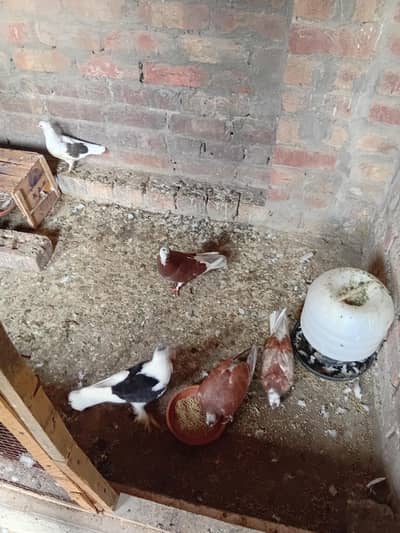 sherazi pigeons