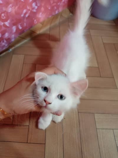 Beautiful White Persian Kitten for Sale