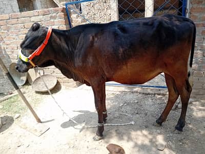 Jersy Cross Kheeri Bachri
