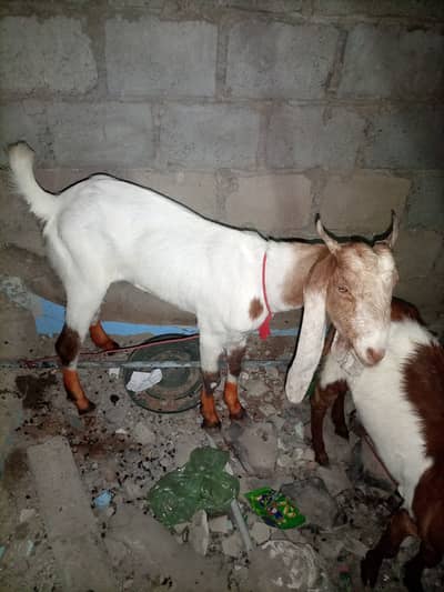 Goats Female - Bakari