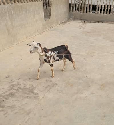 teddy male available