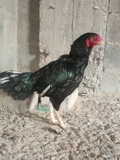 black mushka lassany