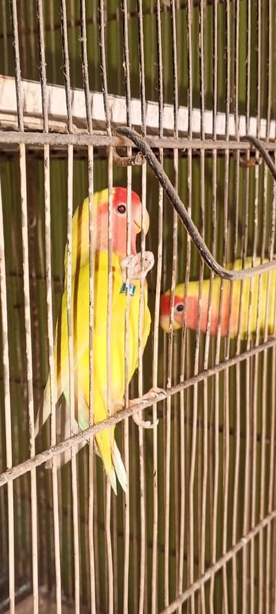 LOTINO Red Eye Breeder Pair. 3rd breed keliay ready, Karachi