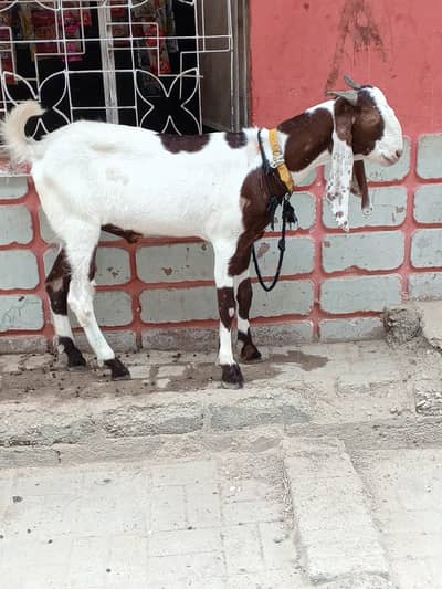 fresh 2 dant khassi Bakra for sale