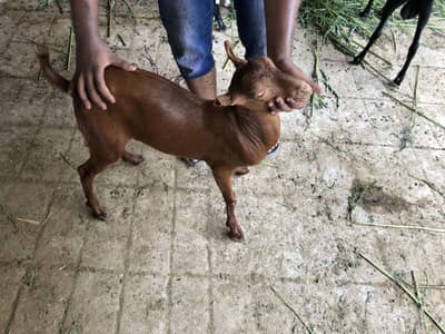 Barbari bakra available