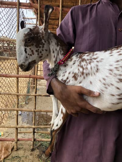 Barbari bakra available