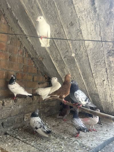 Aseel Parwazi pigeon