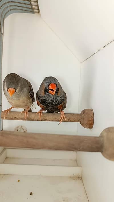 charcoal finch available