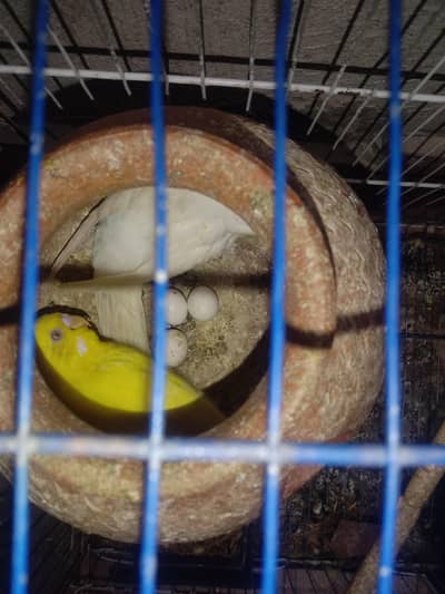 Healthy Budgie parrot for sale