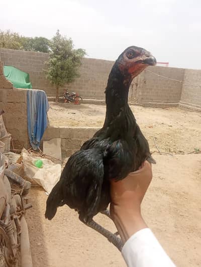 Aseel pure lasani ha