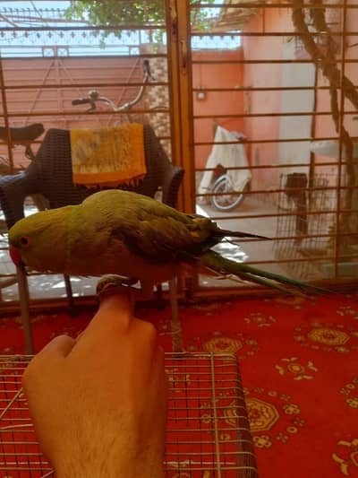 full hand time