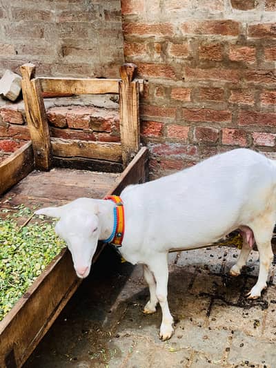 full gulabi tedan with ablak male baby