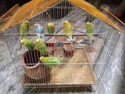 parrots for sale with cage