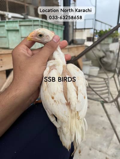 Indian Parrot Beak WHITE