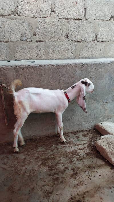 Punjab goat
