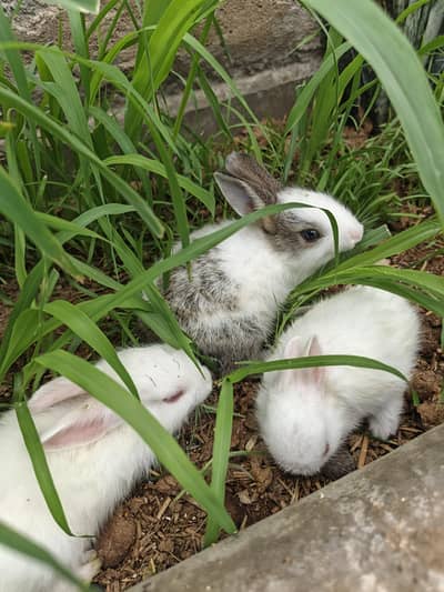 Rabbit Bunny For Sale - 01 month Age