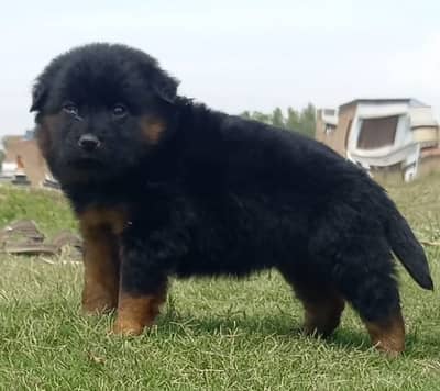 Black shepherd | black german shepherd | long coat | gsd puppies