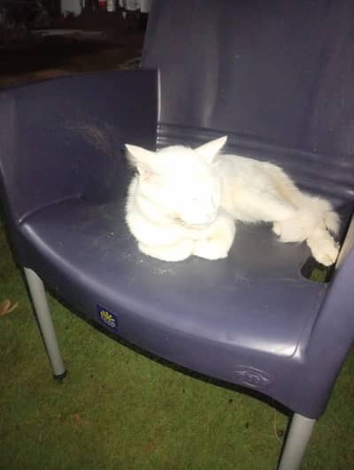 Turkish angora cat white color beautiful for sale