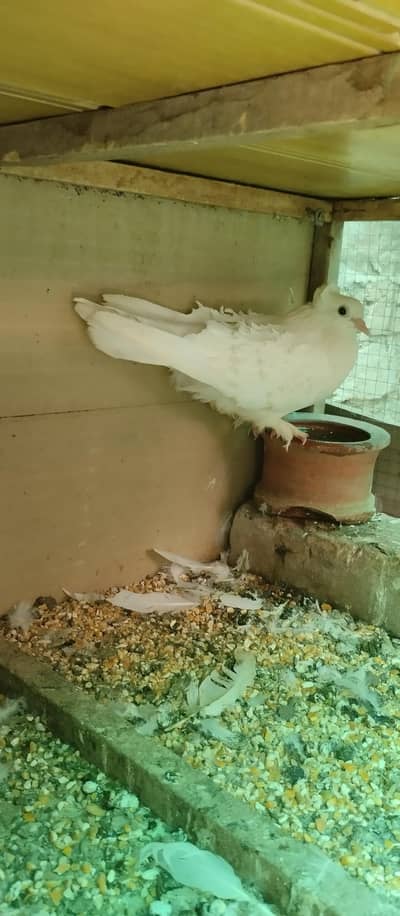 Fril back pigeon