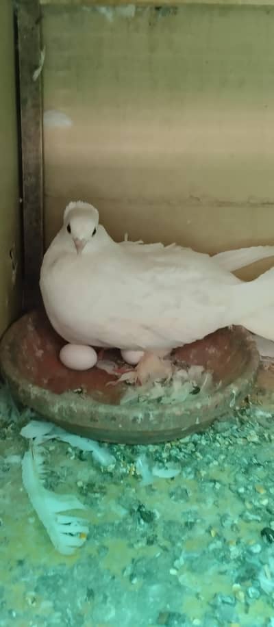 Fril back pigeon