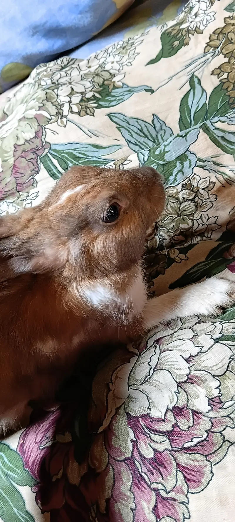 breeder female for sale