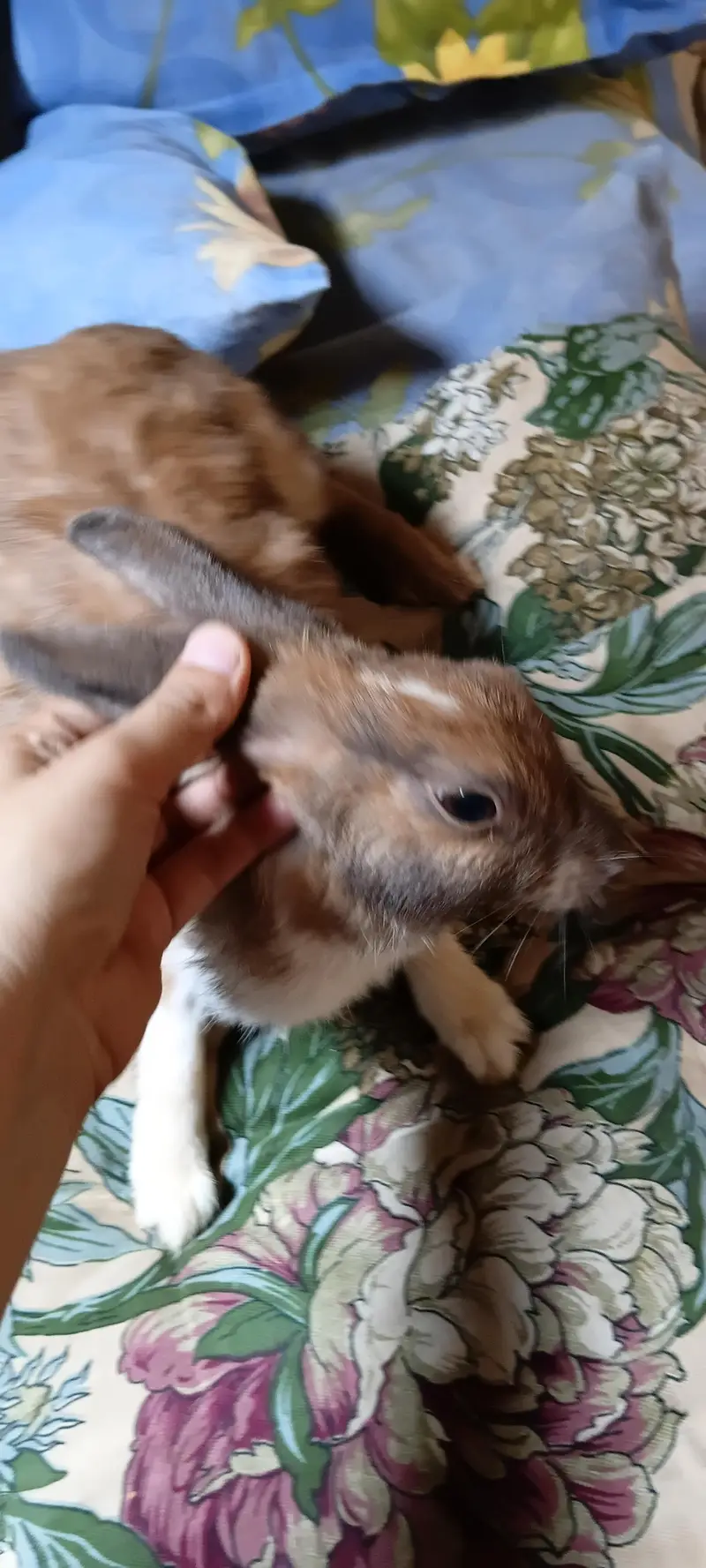 breeder female for sale — photo 2