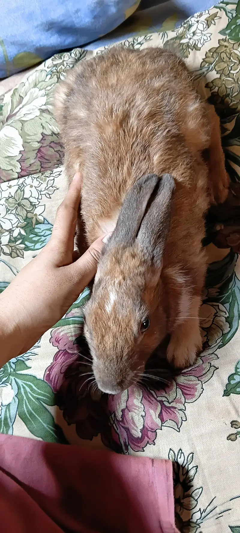 breeder female for sale — photo 3