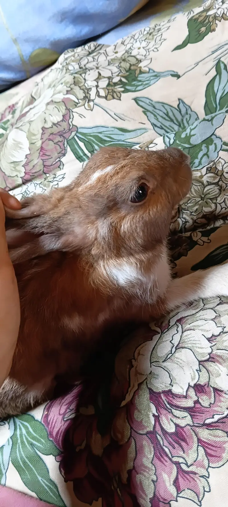 breeder female for sale — photo 4